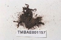 藏品(砂苔)的圖片